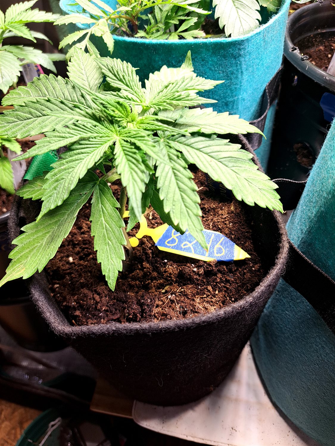 Featured Plant Image