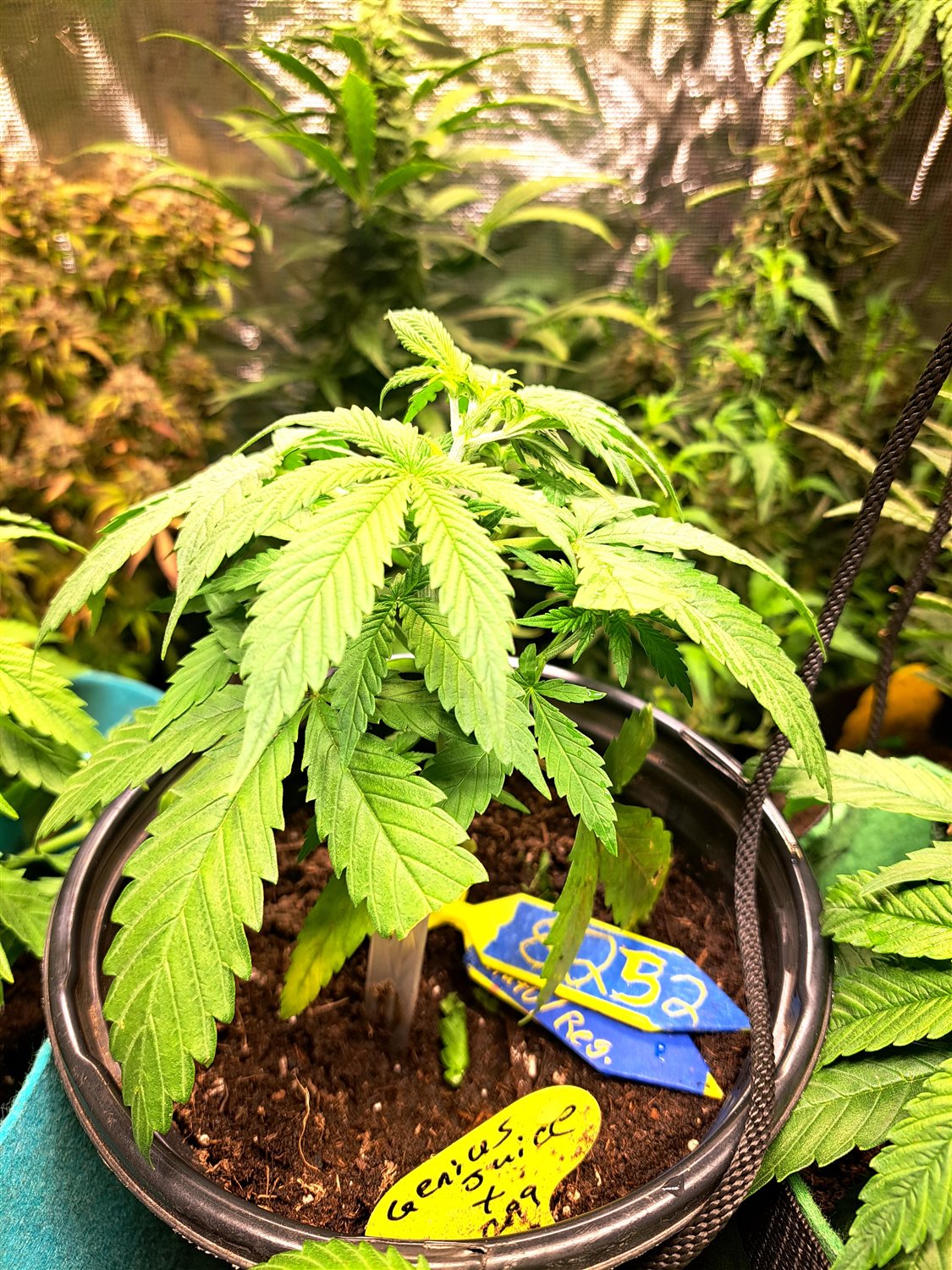 Featured Plant Image