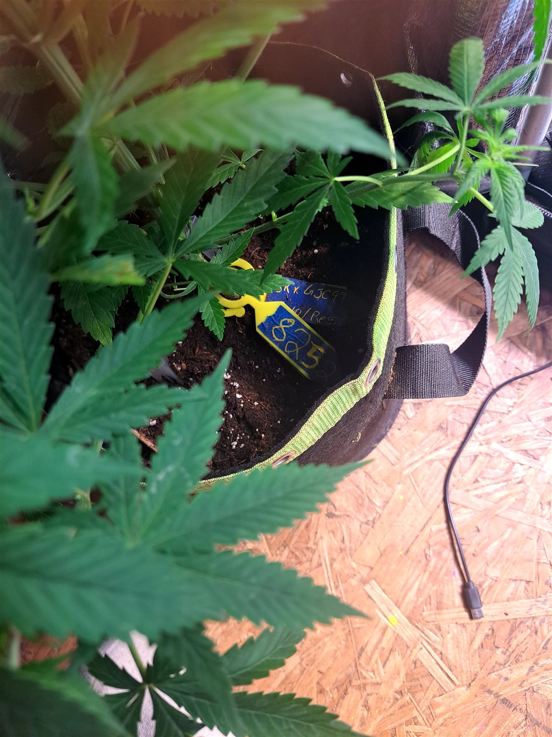 Featured Plant Image