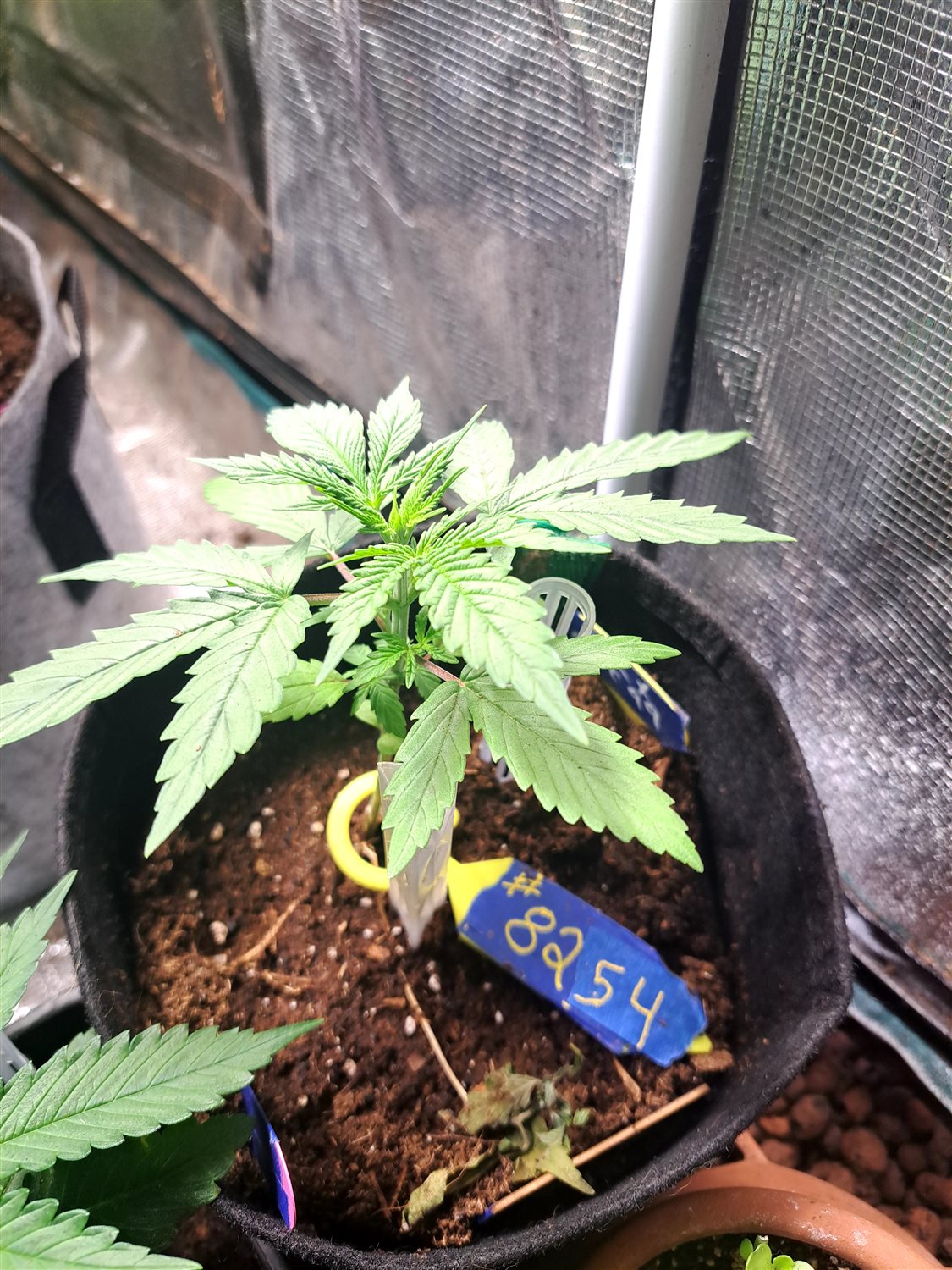 Featured Plant Image