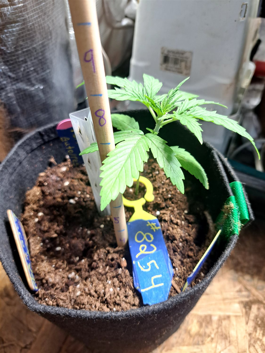 Featured Plant Image