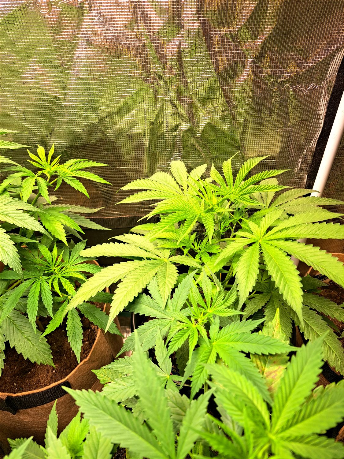 Featured Plant Image