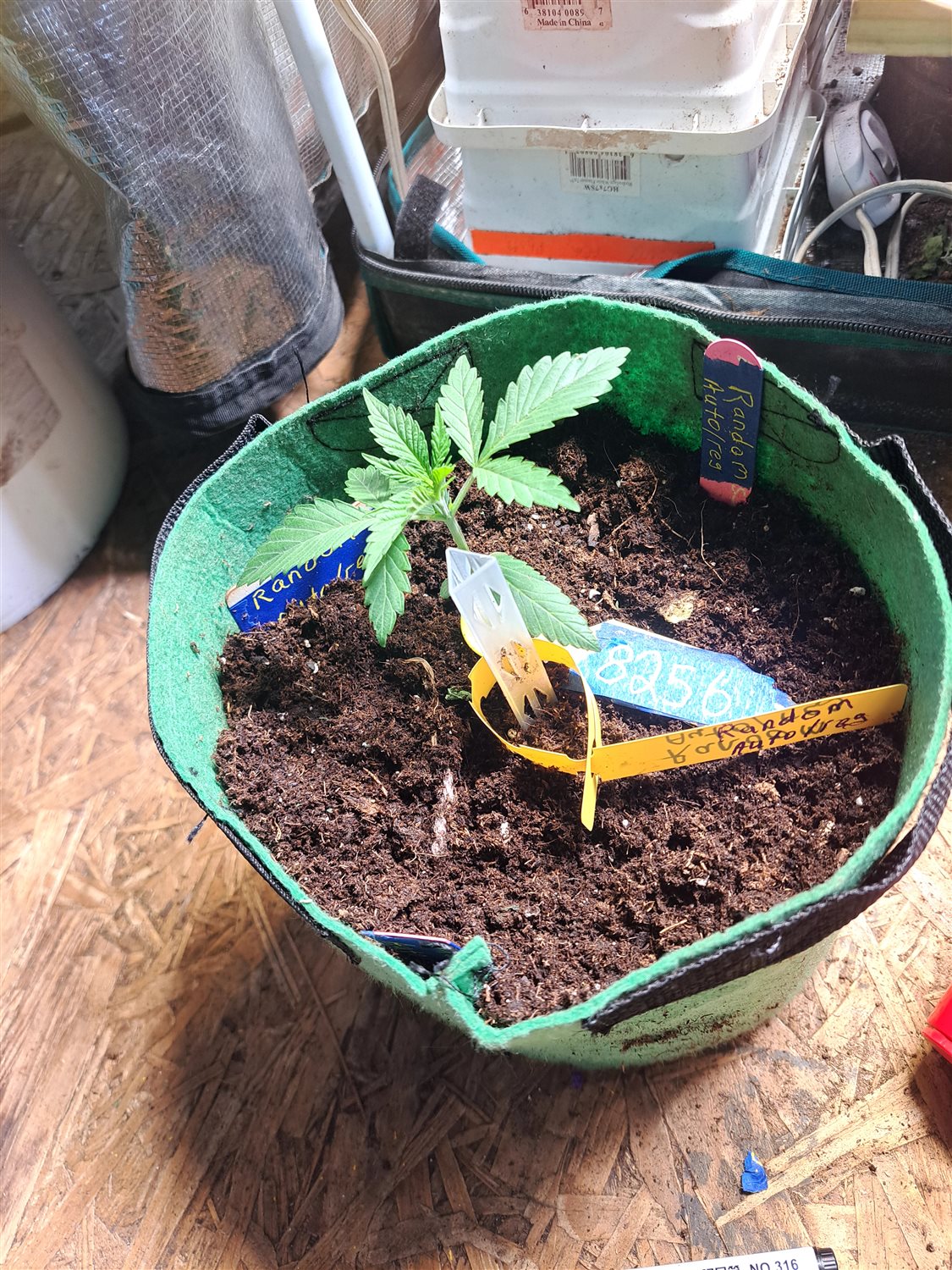 Featured Plant Image