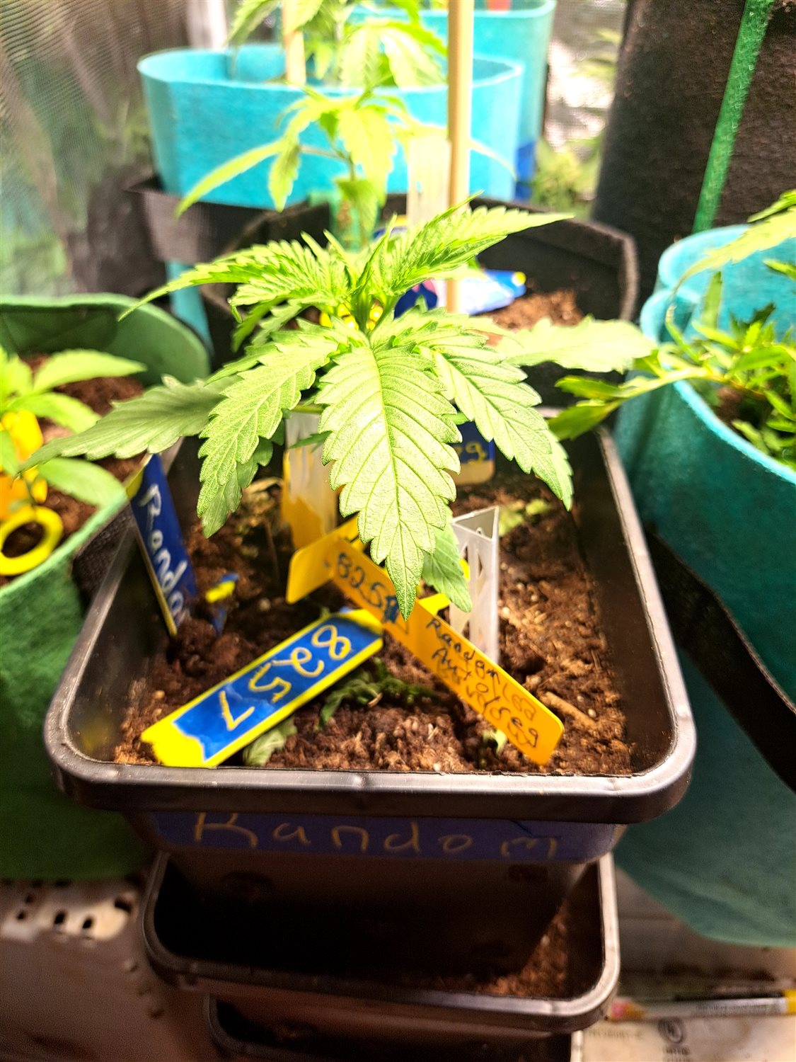 Featured Plant Image