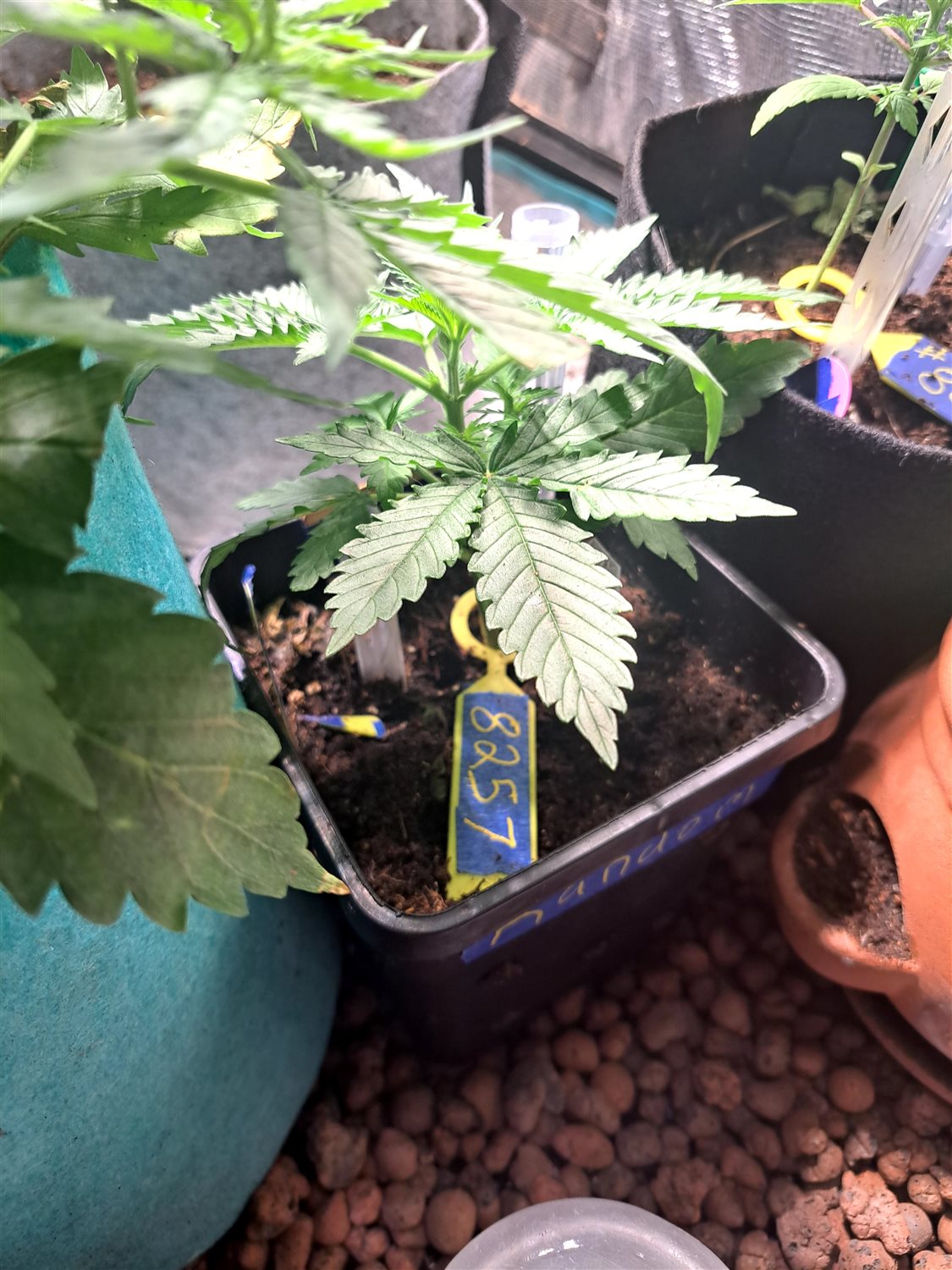 Featured Plant Image