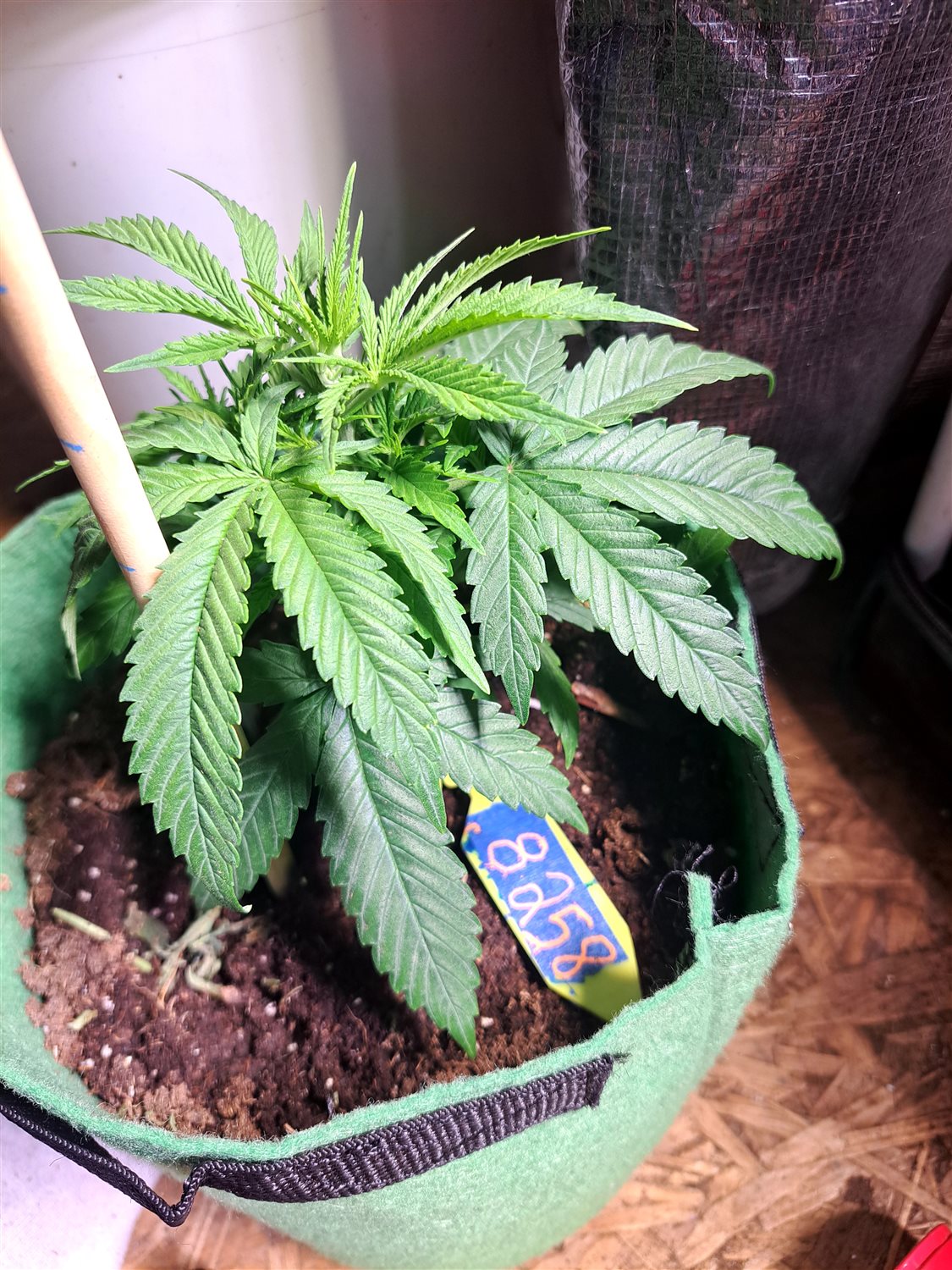 Featured Plant Image