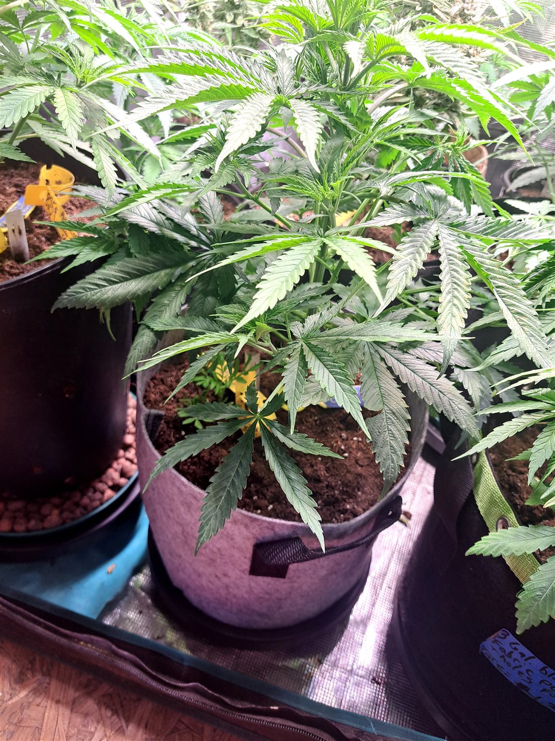 Featured Plant Image