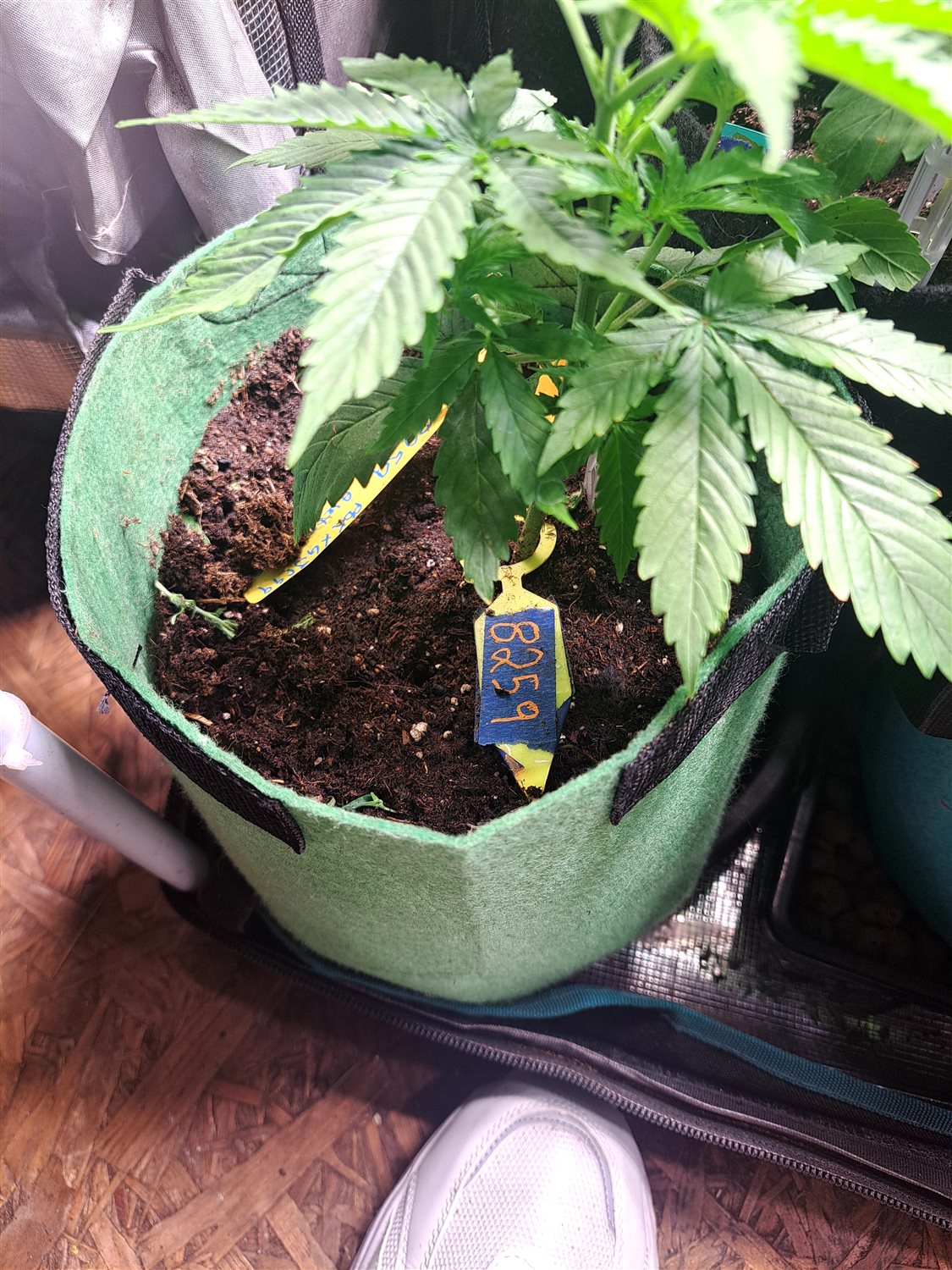 Featured Plant Image