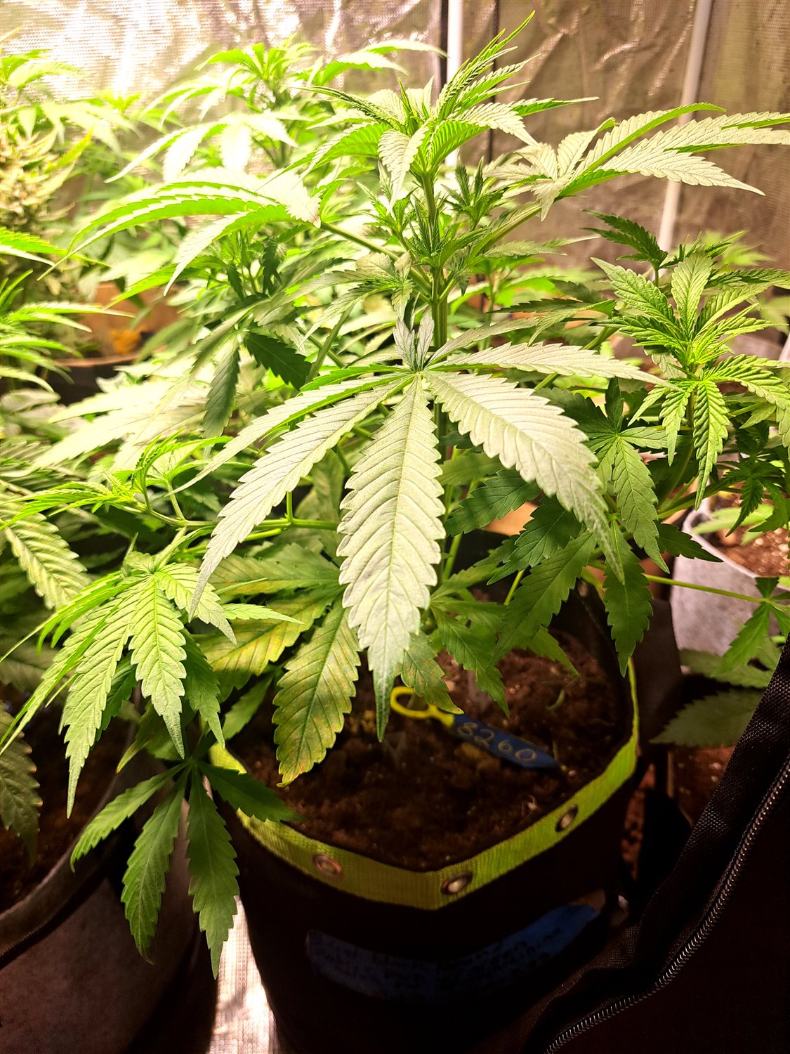 Featured Plant Image