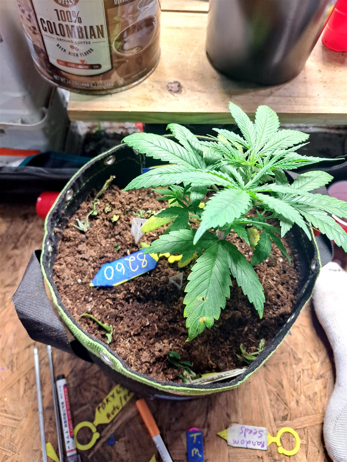 Featured Plant Image