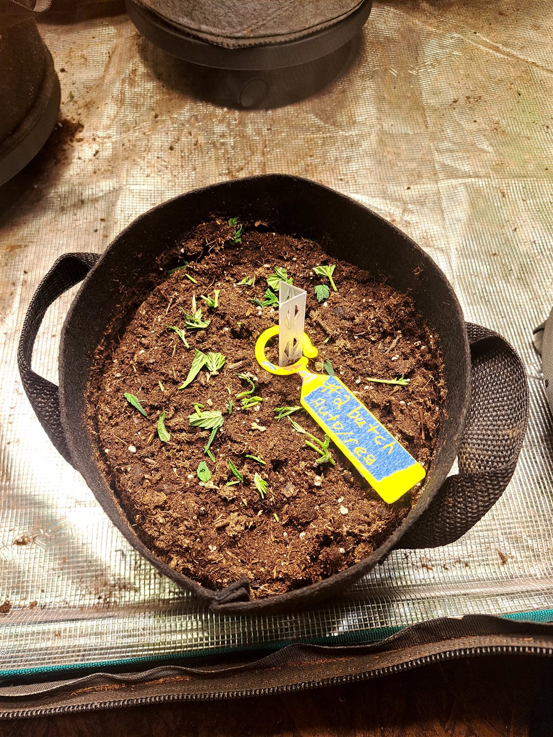 Featured Plant Image