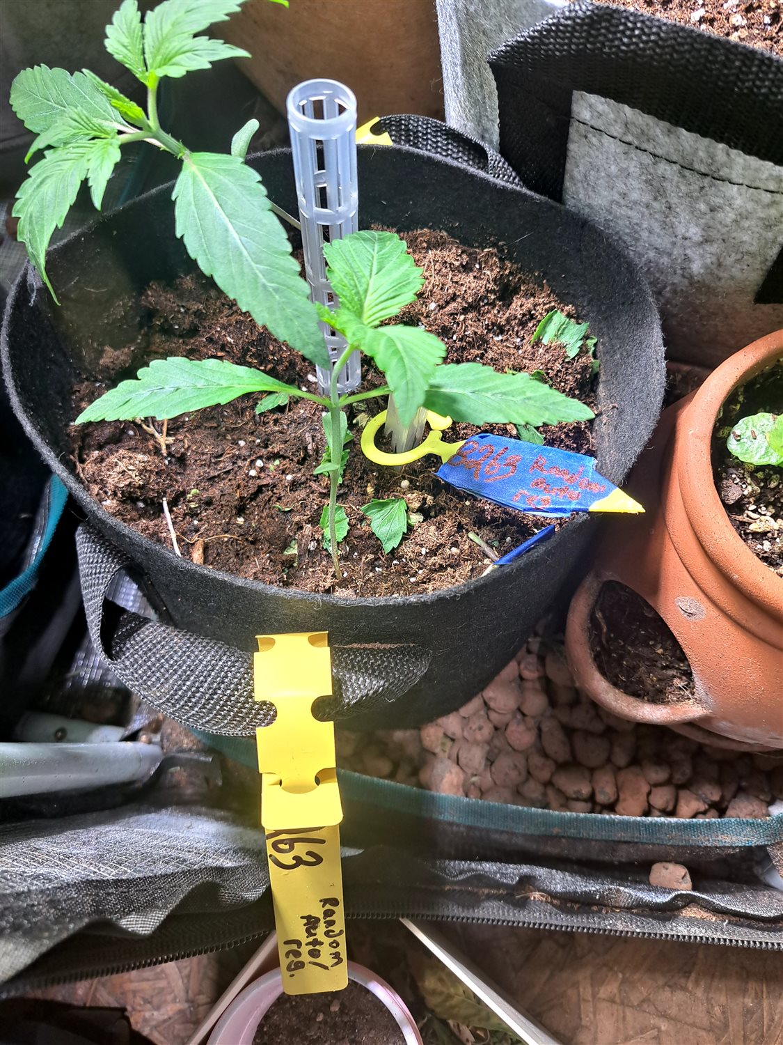 Featured Plant Image