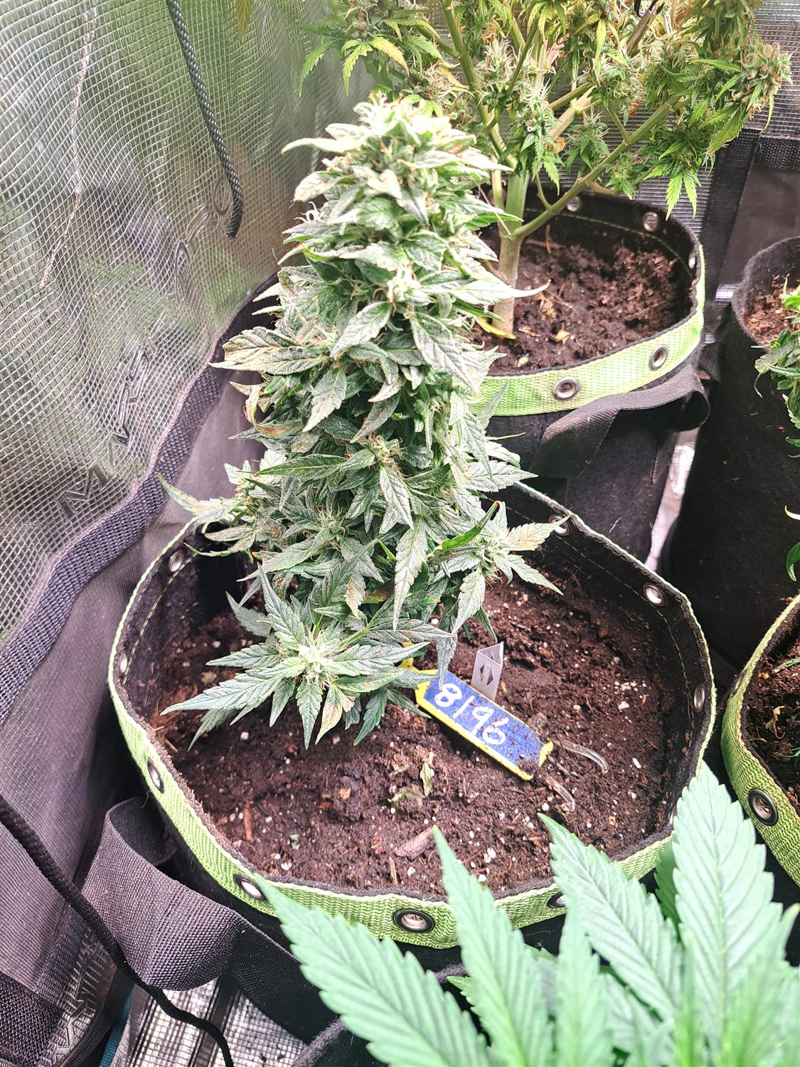 Featured Plant Image