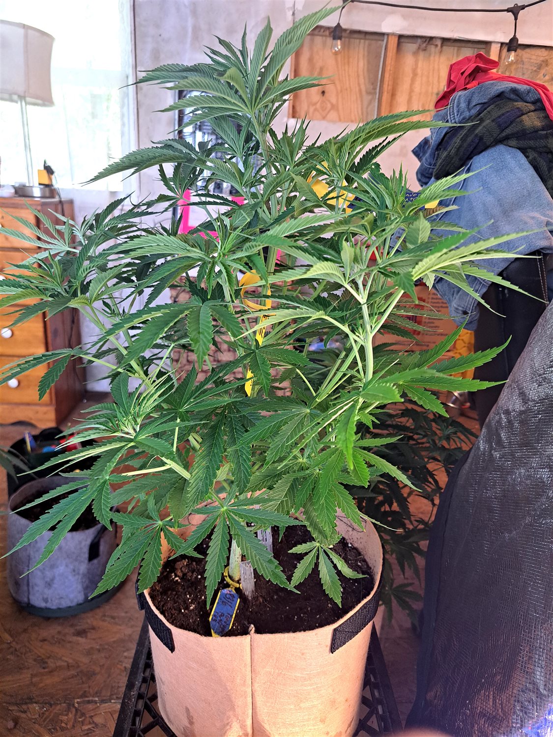 Featured Plant Image