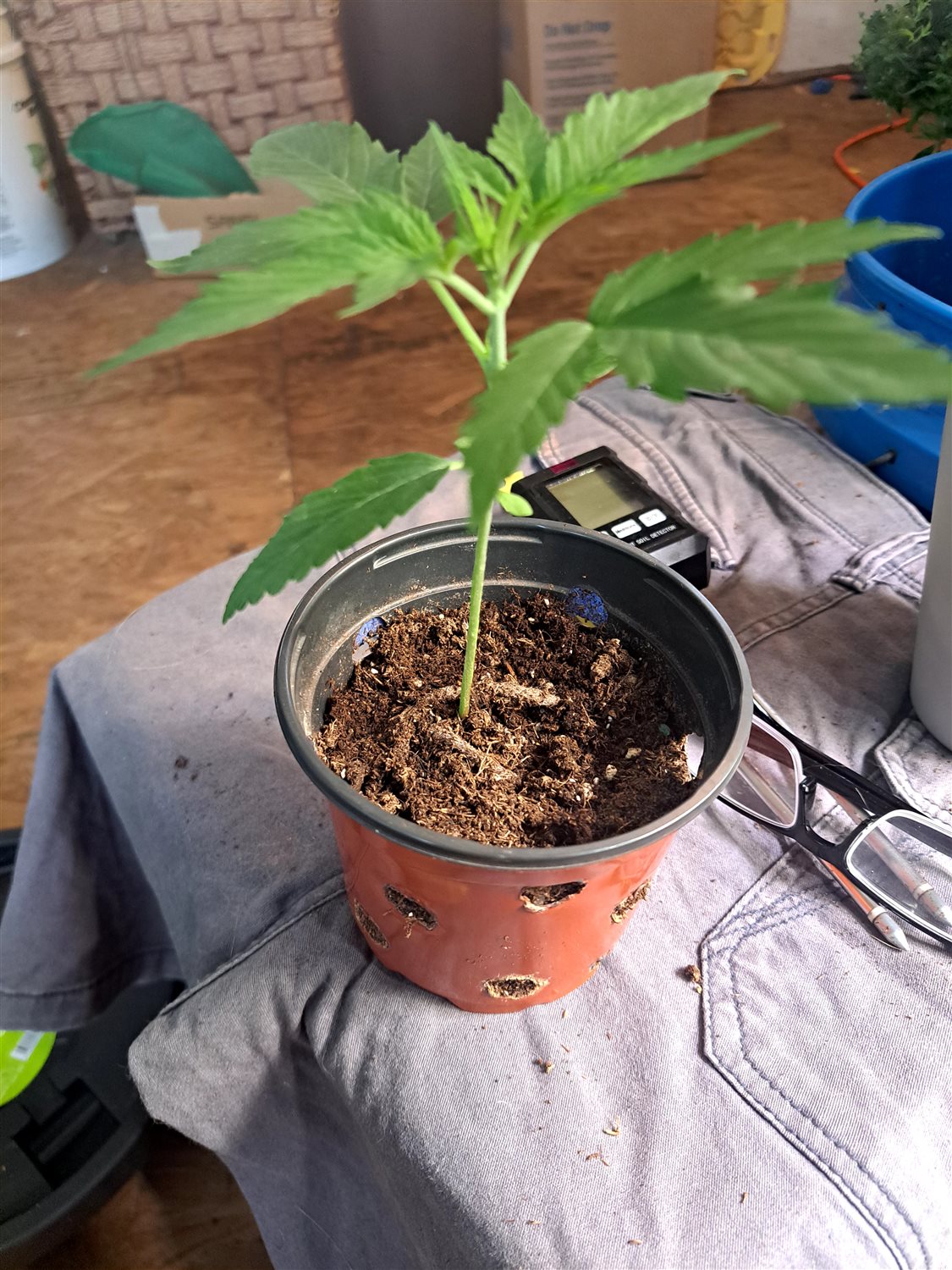 Featured Plant Image