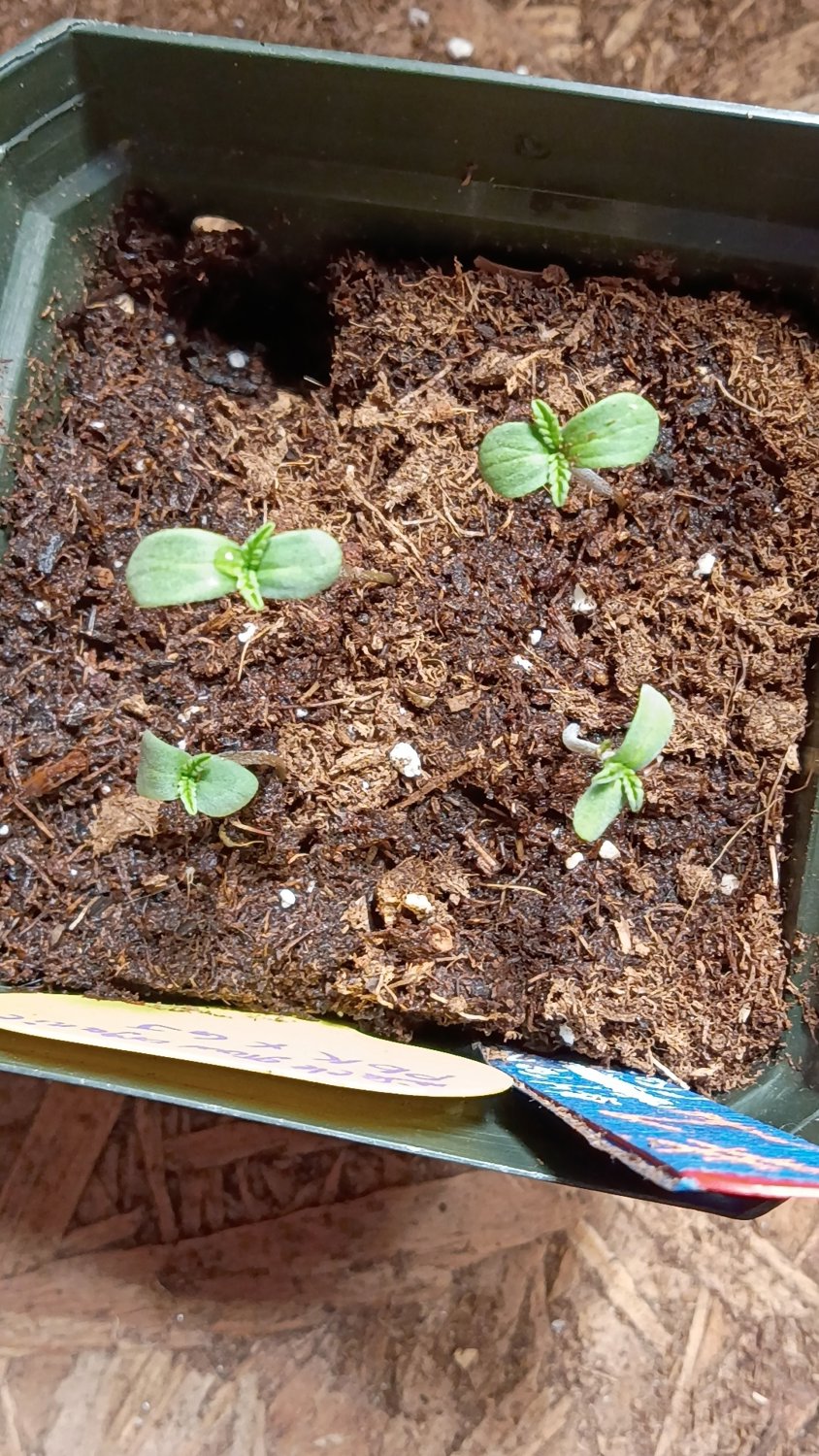 Random Autoflower Seeds  plant photo