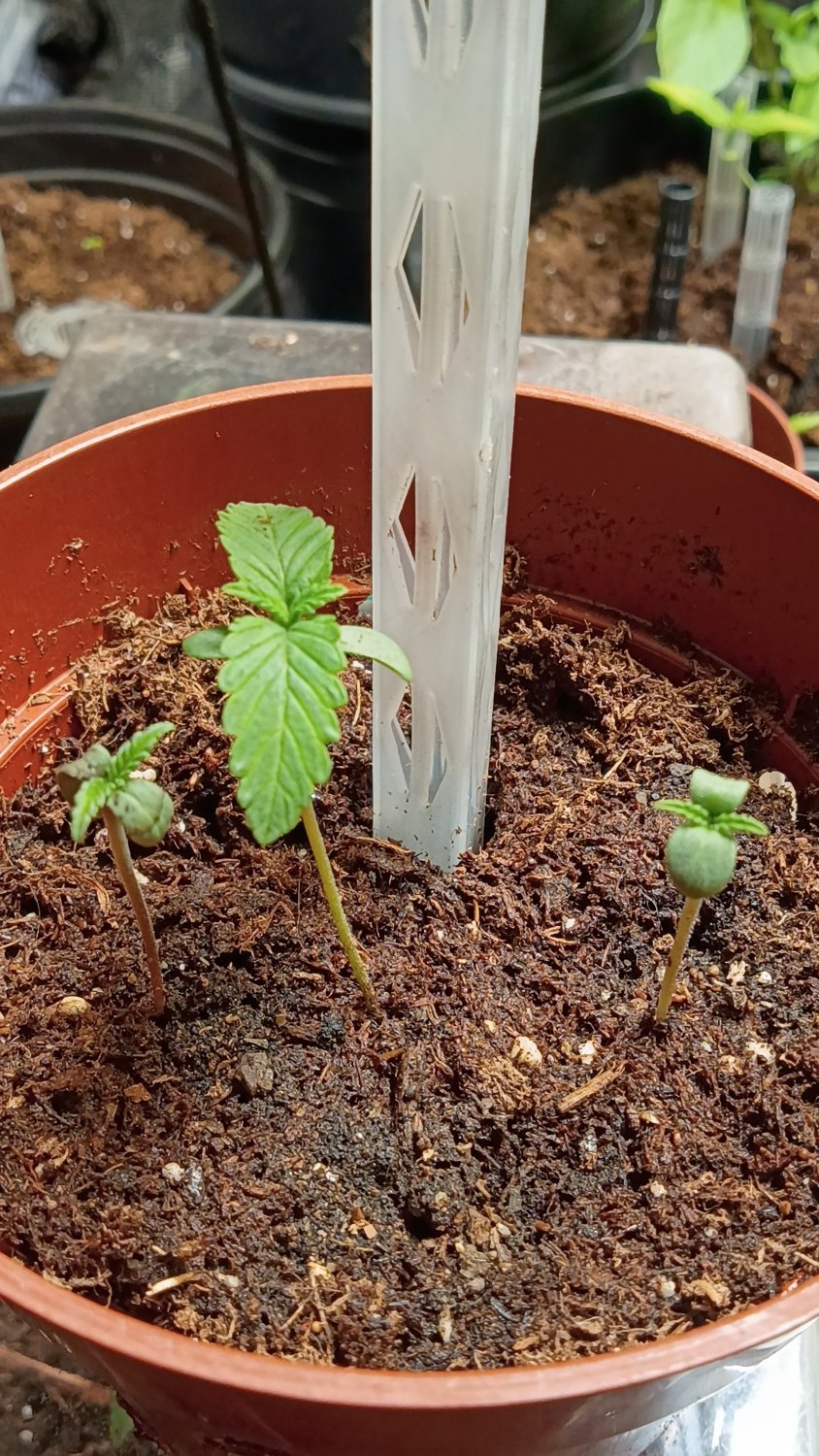Pbk x gjc99 plant photo