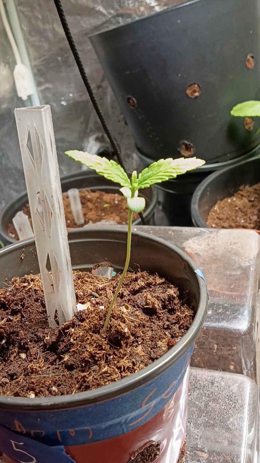Pbk x gjc99 plant photo