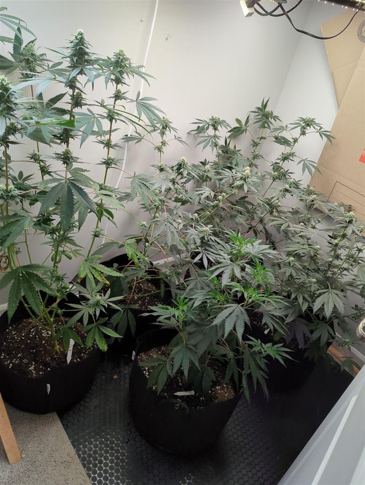 Featured Plant Image