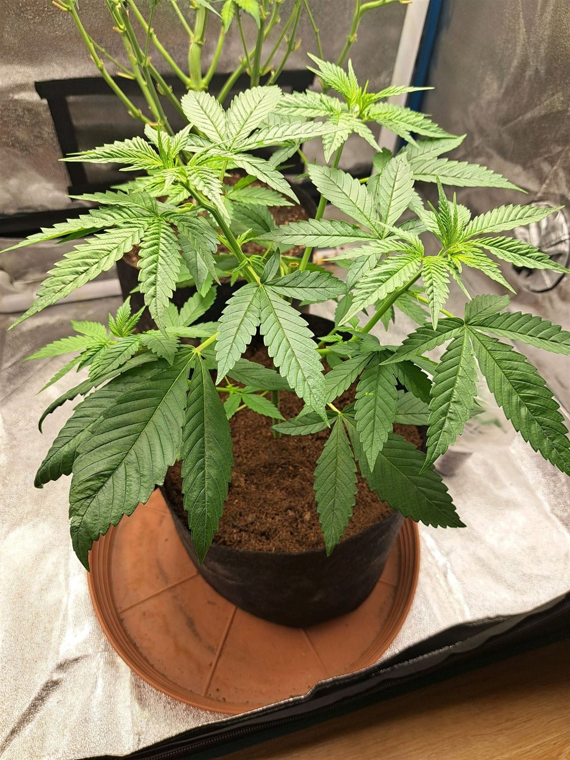 Featured Plant Image