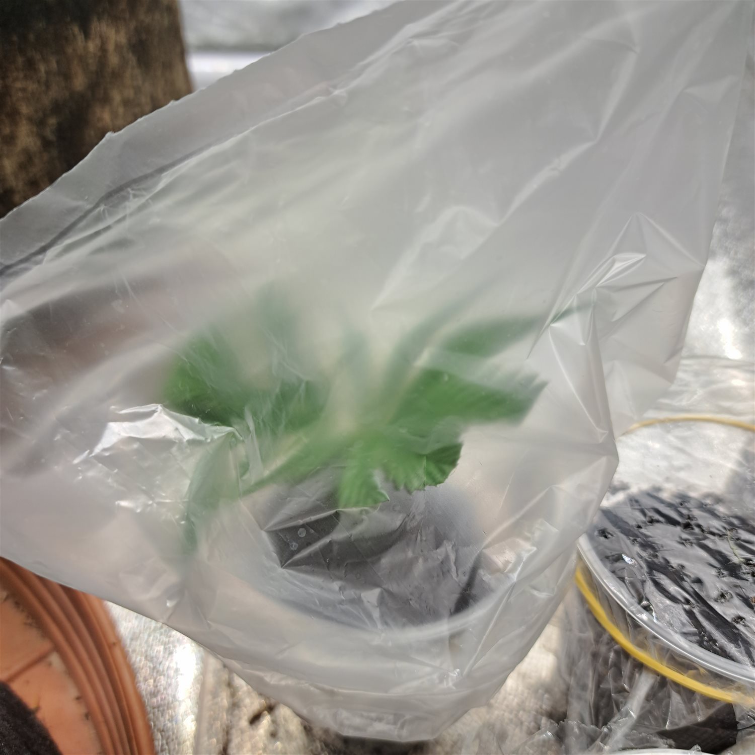 Featured Plant Image