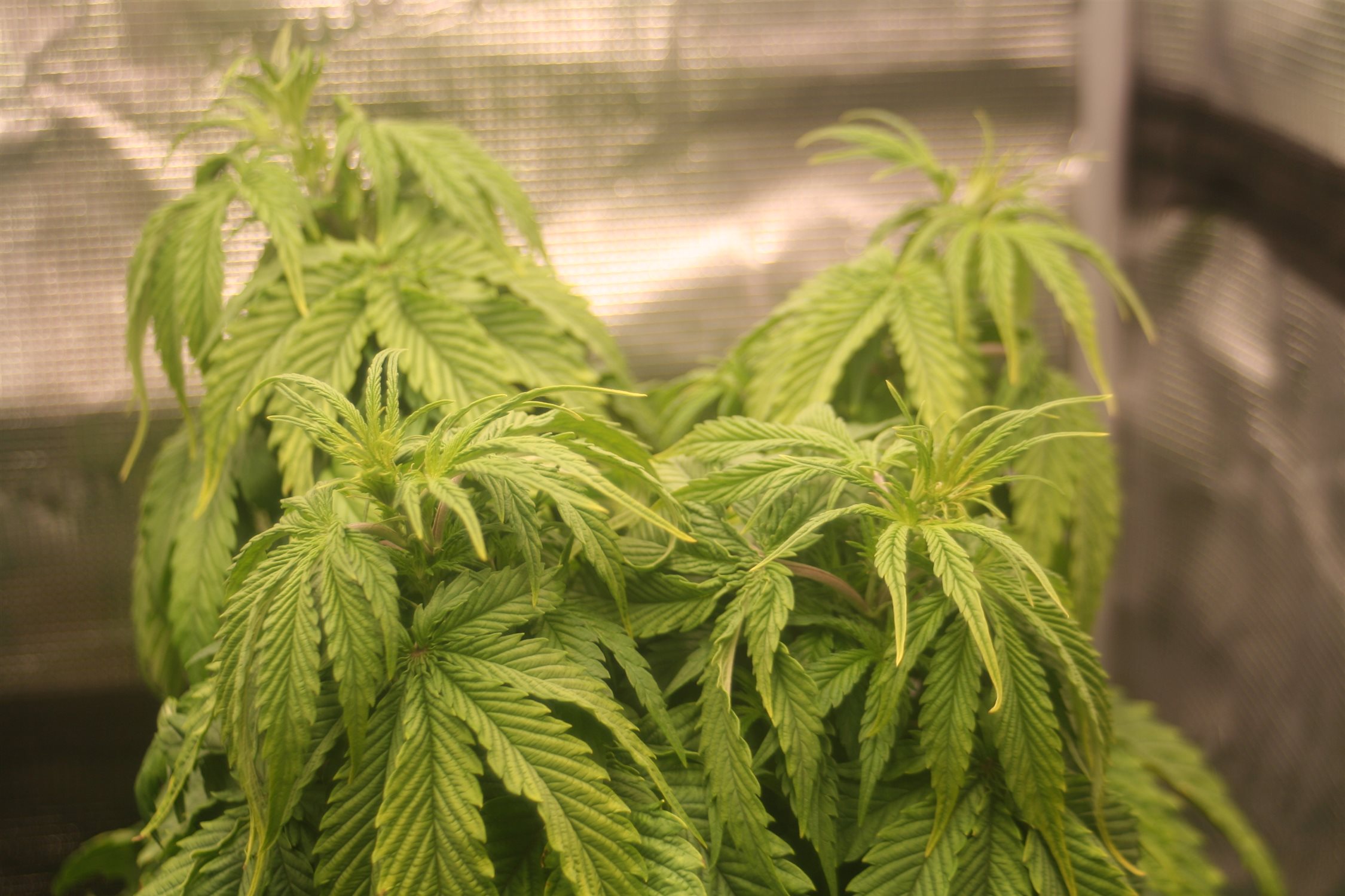 Featured Plant Image