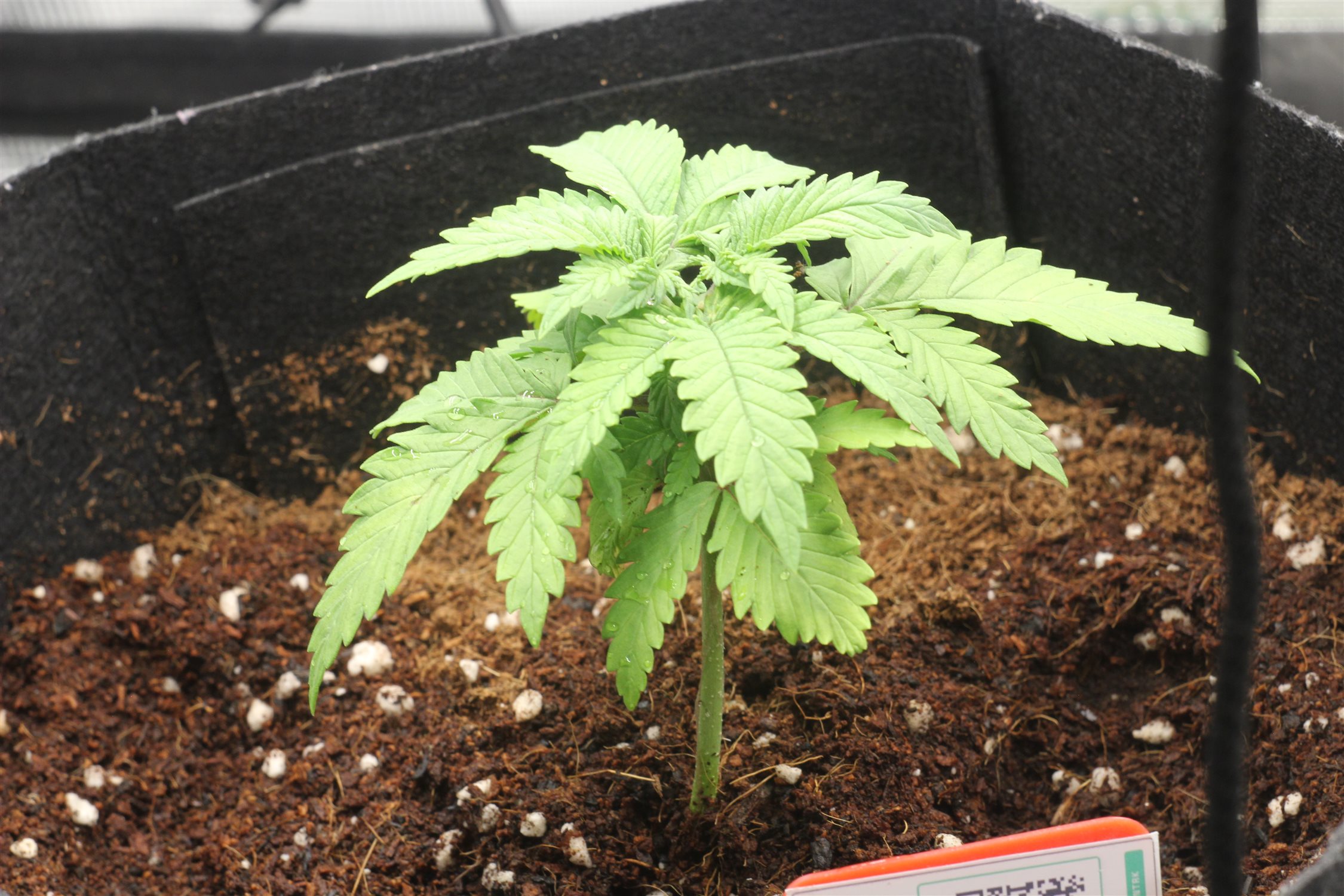 Featured Plant Image