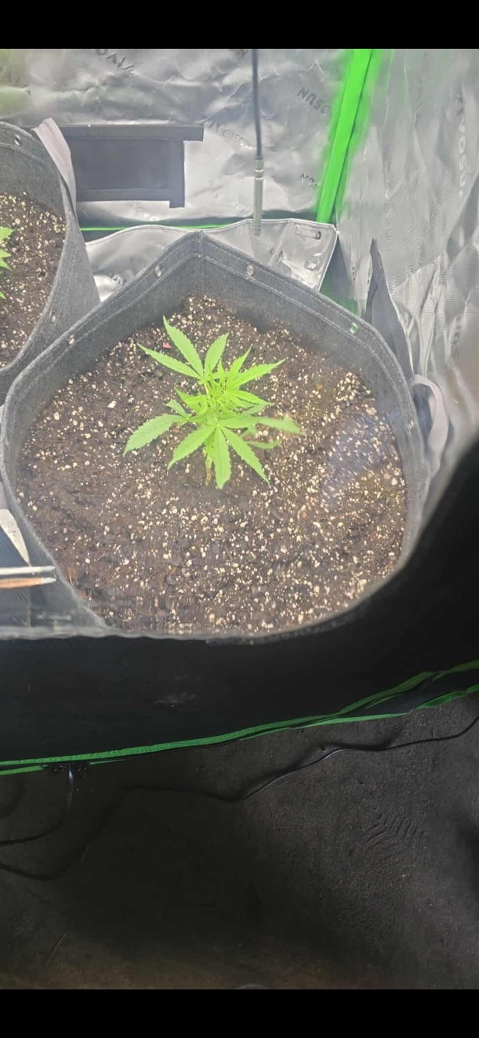 Featured Plant Image