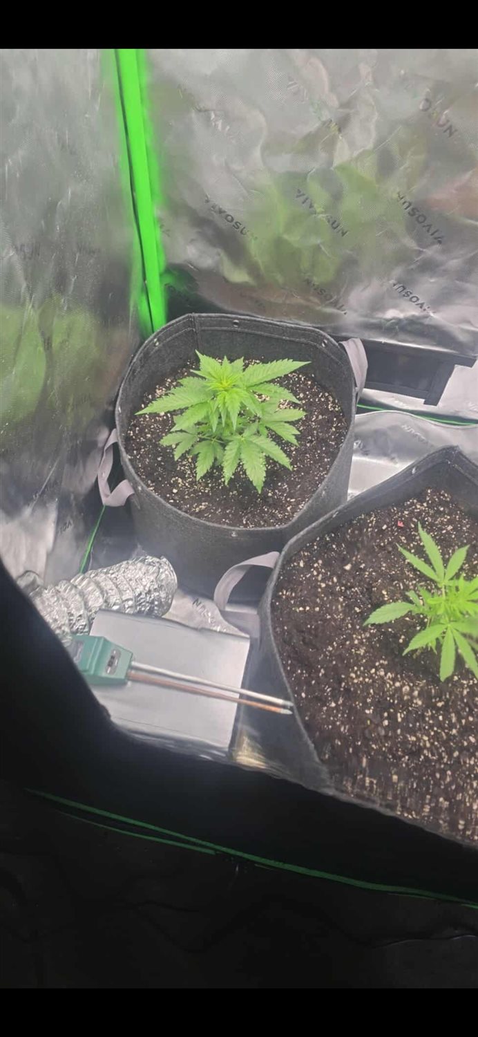 Featured Plant Image