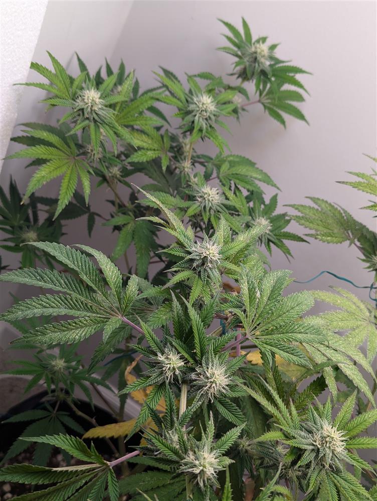 Featured Plant Image