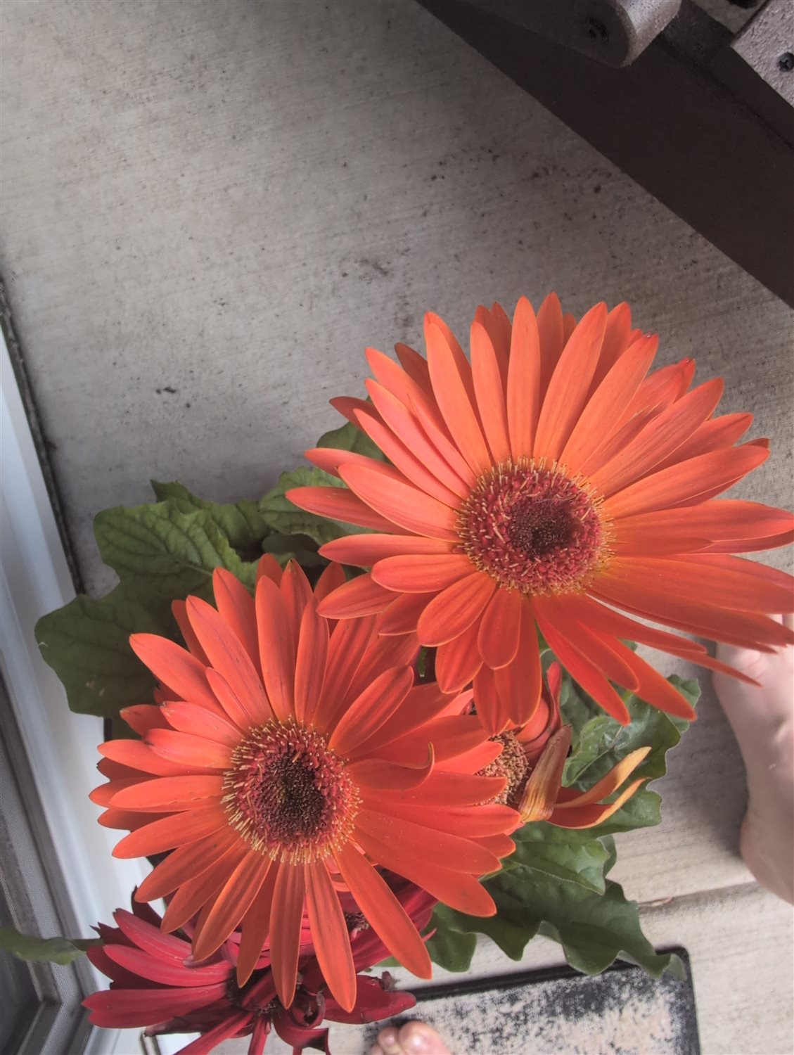 Featured Plant Image