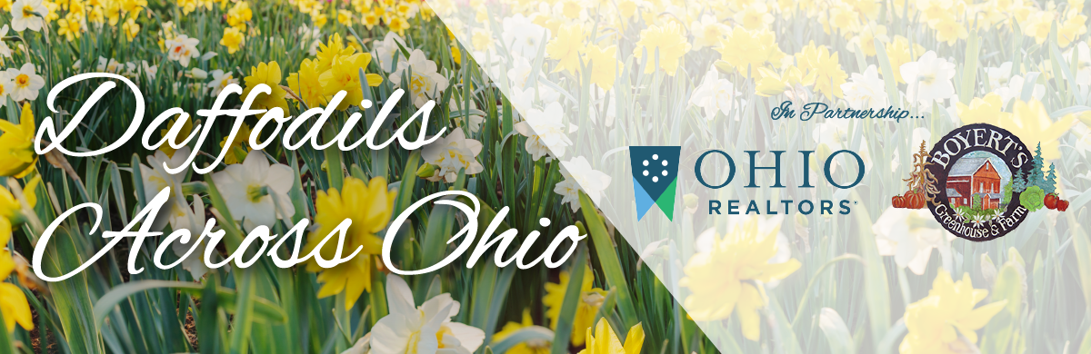 Daffodils