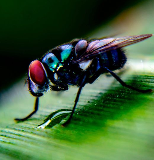 A macro photo of a fly resting on what appears to be a leaf.