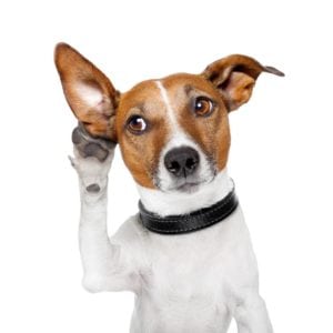 dental business coach
