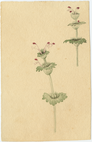 A00185715 thumb