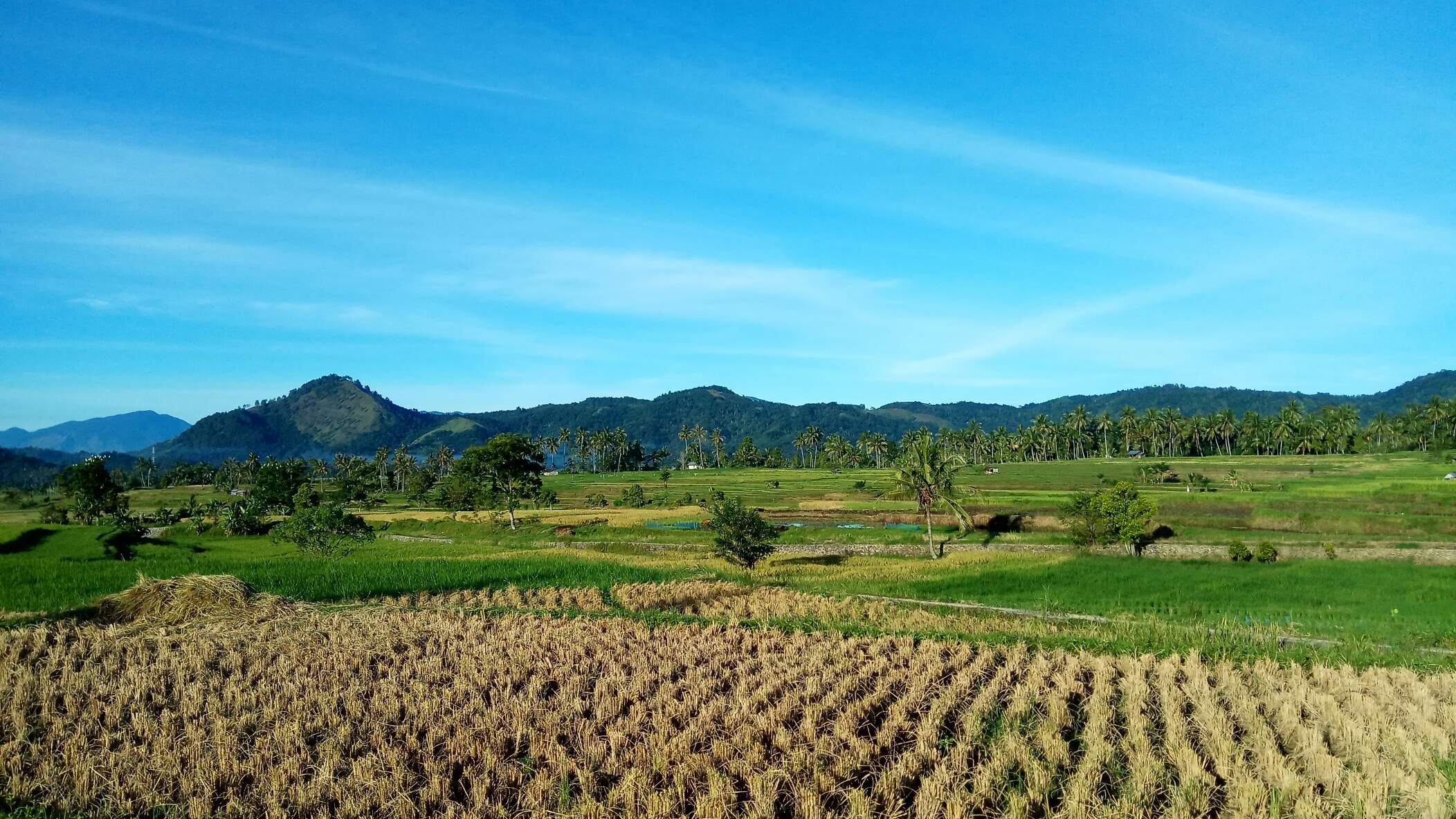 https://s3.us-east-2.amazonaws.com/partiko.io/img/adipa-batusangkar-rice-fields-1533599004725.png