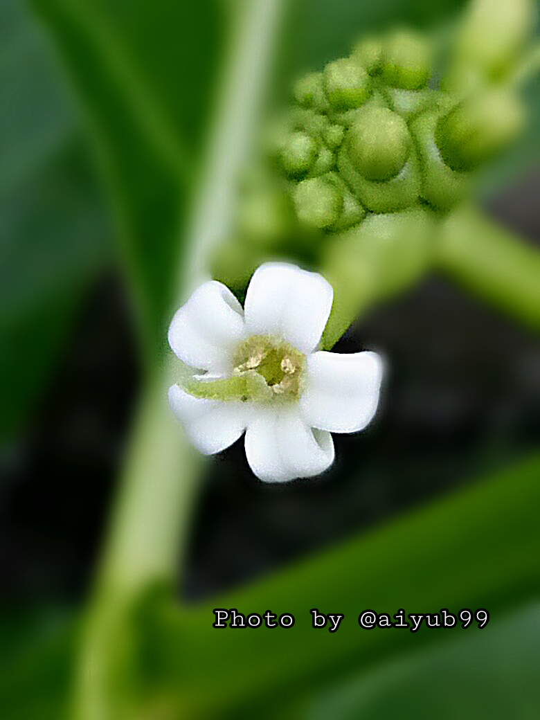 https://s3.us-east-2.amazonaws.com/partiko.io/img/aiyub99-partiko--noni-flowers-1532960449200.png