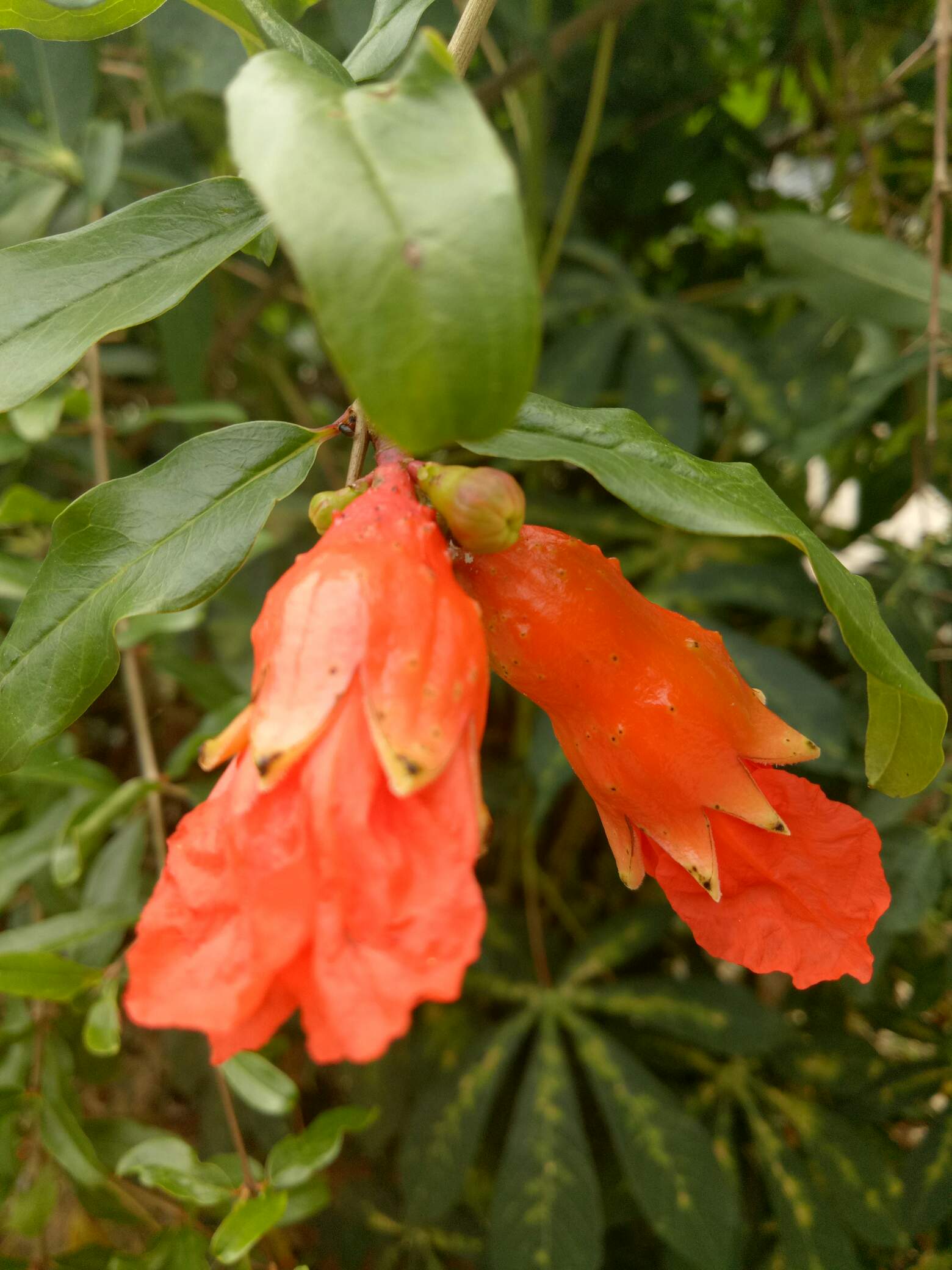 https://s3.us-east-2.amazonaws.com/partiko.io/img/aiyub99-partiko--red--pomegranate-flower-1531227815240.png