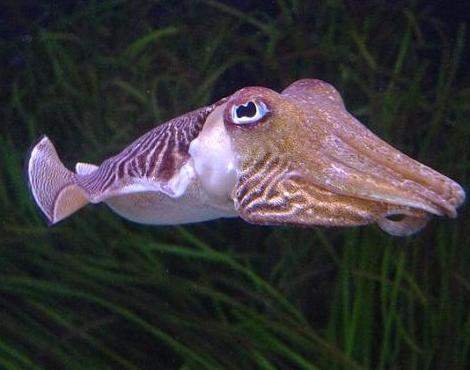 https://s3.us-east-2.amazonaws.com/partiko.io/img/banglawolf-cuttlefish-facts-1531016880328.png