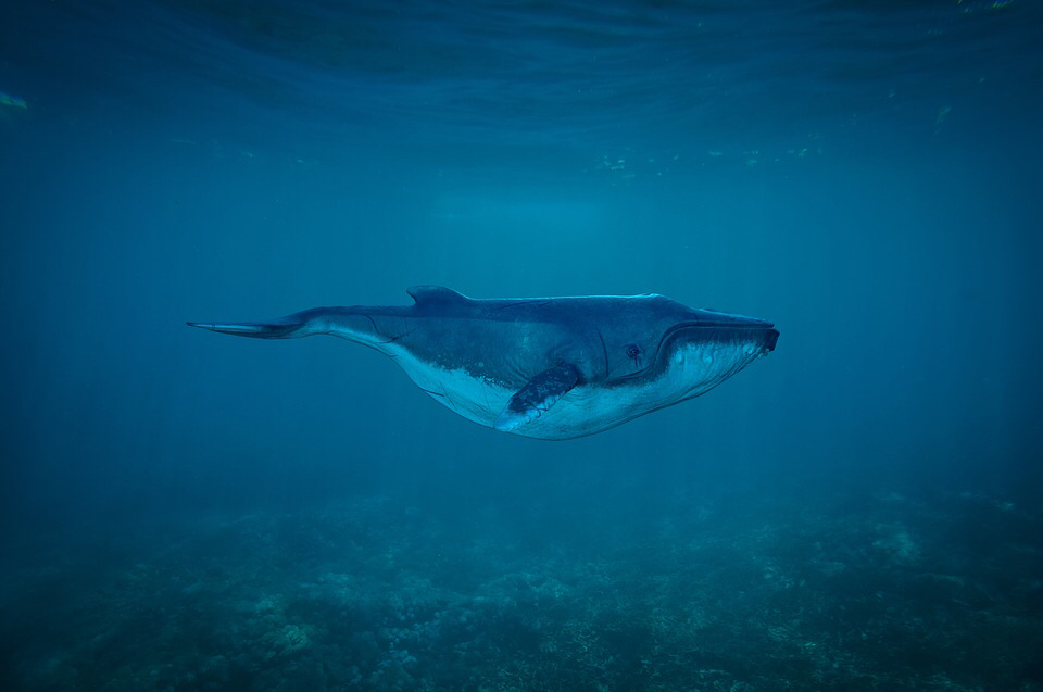 https://s3.us-east-2.amazonaws.com/partiko.io/img/coolarth-mermaidvampire-contest-what-would-you-do-if-you-are-a-steemit-whalewnmn5suu-1534852682619.png