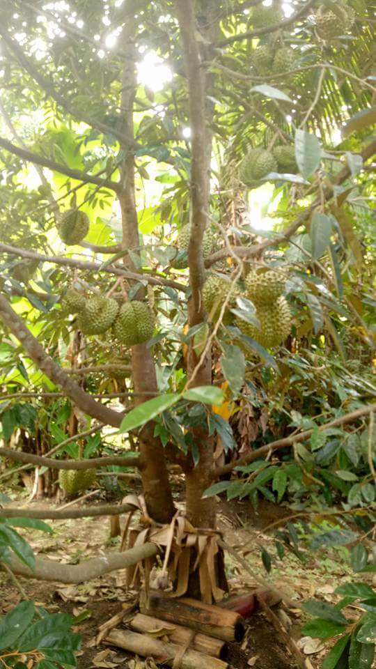 https://s3.us-east-2.amazonaws.com/partiko.io/img/ernaerningsih-panen-durian-1531181867247.png