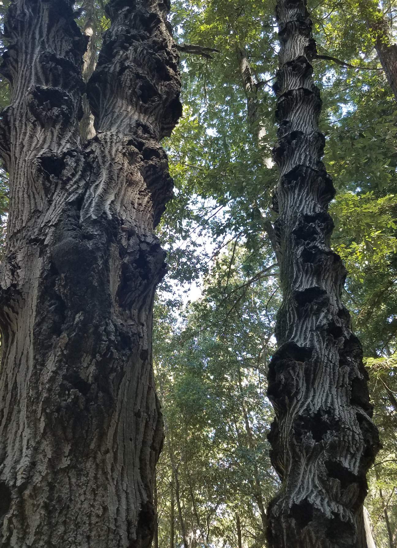 https://s3.us-east-2.amazonaws.com/partiko.io/img/happymoneyman-a-wild-tree-opbxr27v-1536982639138.png