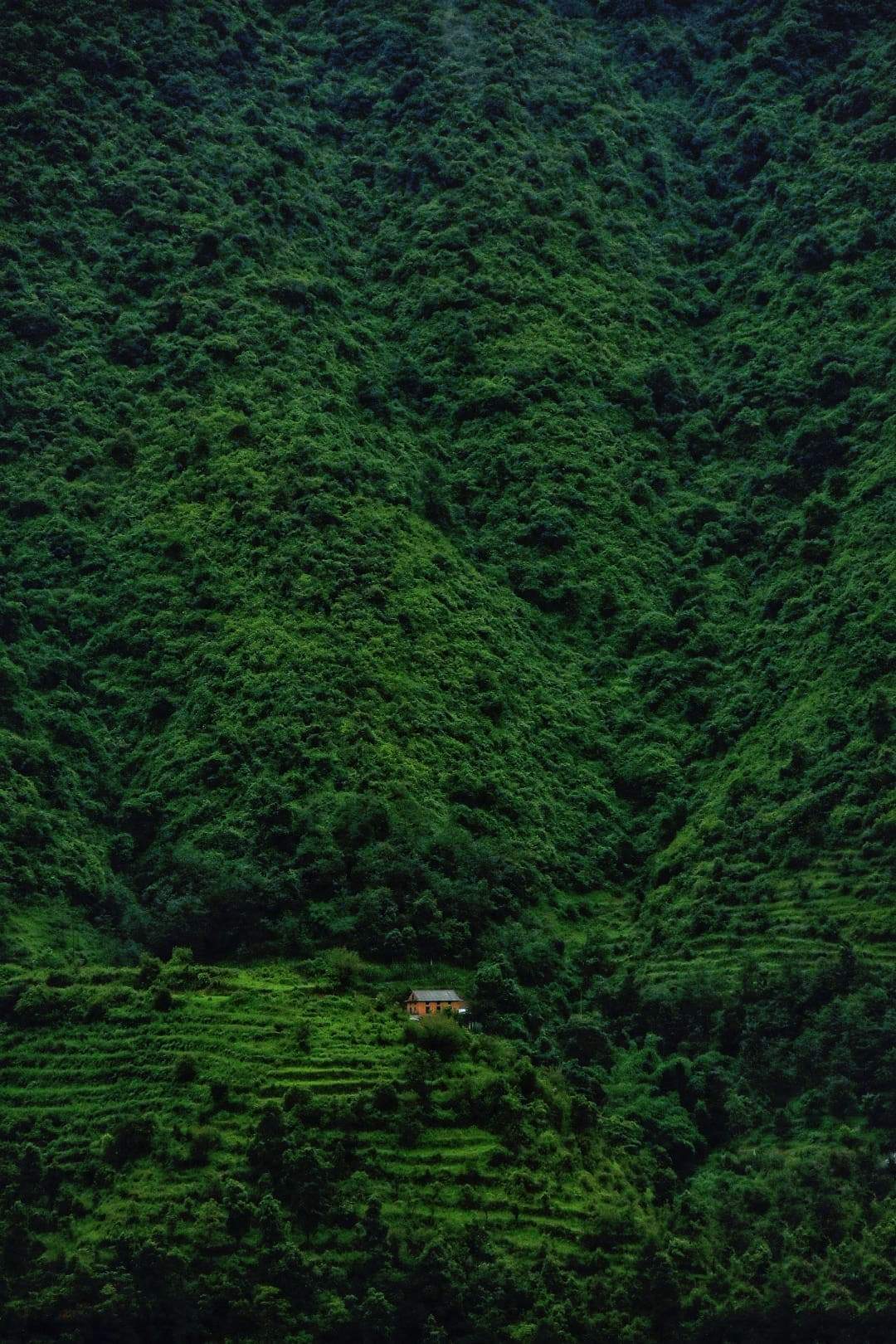 https://s3.us-east-2.amazonaws.com/partiko.io/img/hozukimangetsu-greenary-and-a-lone-house-life-bfikncff-1537113586651.png