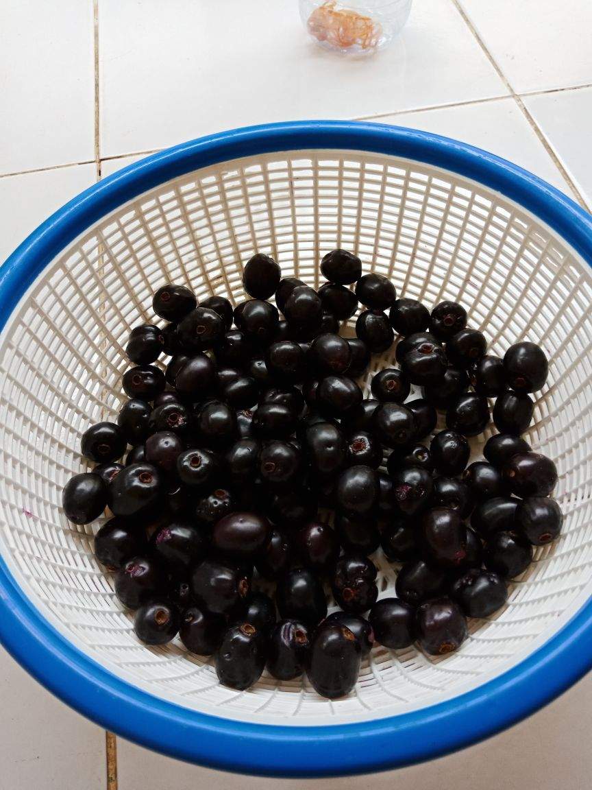 https://s3.us-east-2.amazonaws.com/partiko.io/img/ifwadi-boh-jambee-kleng-jambu-hitam-1529493386308.png