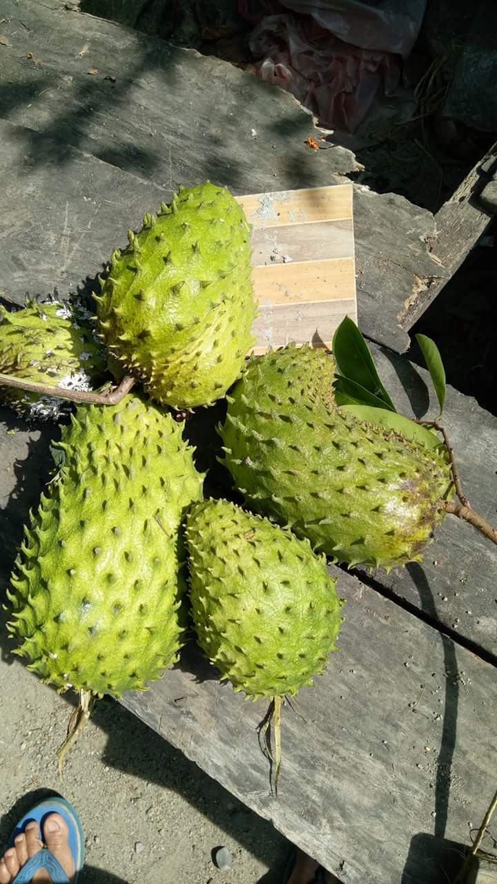 https://s3.us-east-2.amazonaws.com/partiko.io/img/ifwadi-nangka-belanda-boh-nona-1531115047695.png
