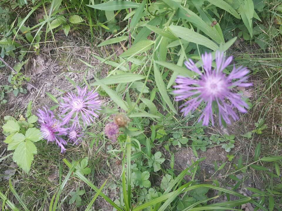 https://s3.us-east-2.amazonaws.com/partiko.io/img/jakeswingle16-wild-aster-1532956120506.png