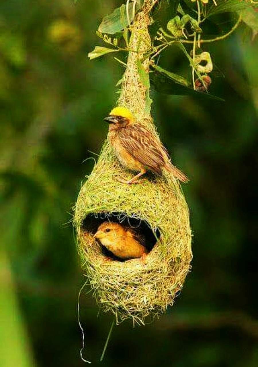 https://s3.us-east-2.amazonaws.com/partiko.io/img/jhoni-burung-kecil--small-bird-bilingual-1530974711409.png