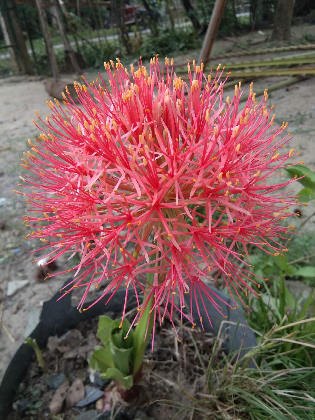https://s3.us-east-2.amazonaws.com/partiko.io/img/kameng.ektren-good-color-1532248640196.png