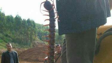 https://s3.us-east-2.amazonaws.com/partiko.io/img/karimuddinn-this-centipede-size-makes-goosebumps-1531817217166.png
