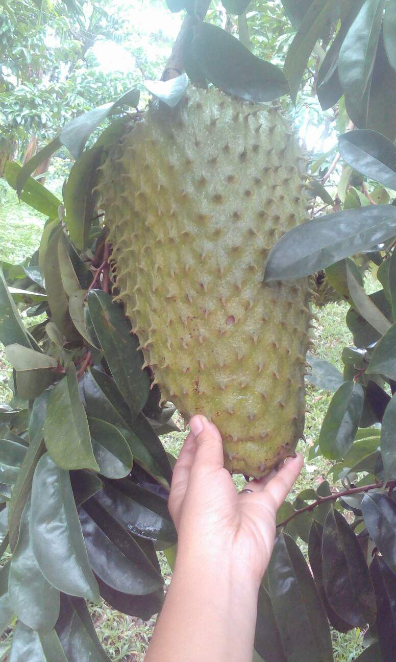 https://s3.us-east-2.amazonaws.com/partiko.io/img/mariarubie-guyabano-fruit-7xpporch-1537505270557.png
